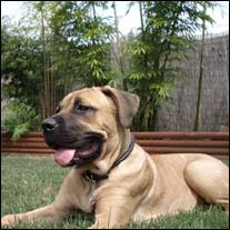 The Bamboo garden was in full swing and the sweetshoot bamboo became my favorite.